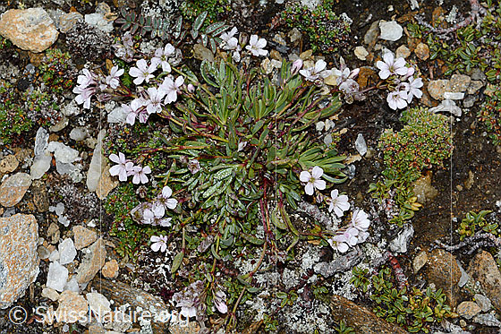 Foto: Kriechendes Gipskraut (Gypsophila repens). Ganze Pflanze (Habitus). Ansicht von oben.