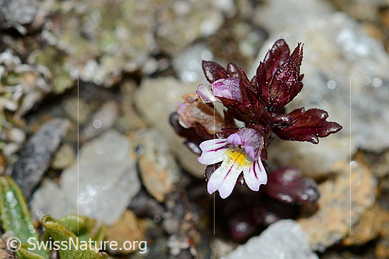 Foto: Zwerg-Augentrost (Euphrasia minima). Blüte.