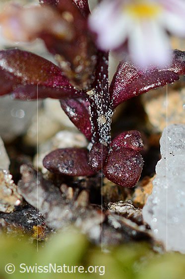 Foto: Zwerg-Augentrost (Euphrasia minima). Blätter und Stängel.