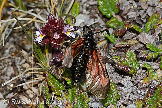 Photo: Zygaena exulans on Euphrasia minima. View from above.