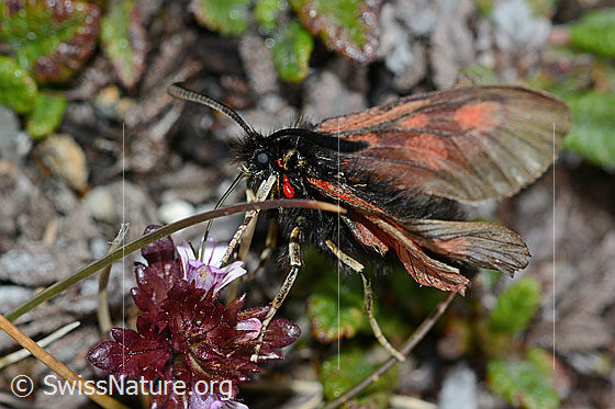Photo: Zygaena exulans on Euphrasia minima. View from the side.