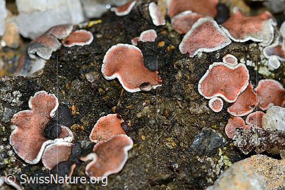 Rotschuppe (Psora decipiens)