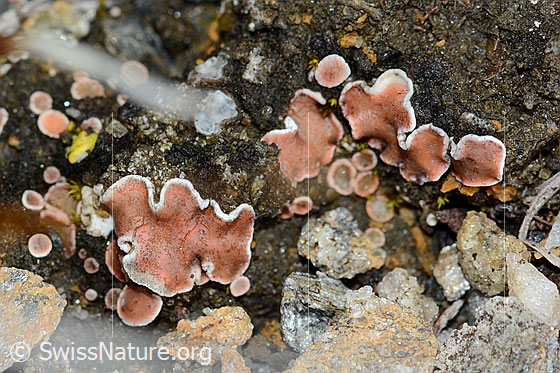 Photo: Probably Psora decipiens