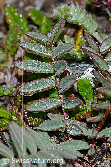 Photo: Oxytropis campestris. Leaves.