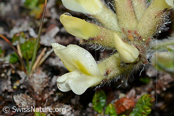 Photo: Oxytropis campestris. Blossom.