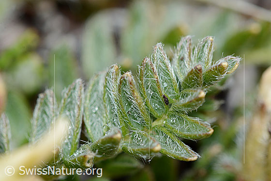 Photo: Oxytropis campestris. Top side of the leaves.