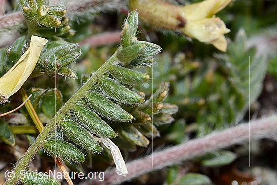 Photo: Oxytropis campestris. Underside of the leaves.