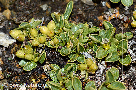 Foto: Wahrscheinlich Quendelblättrige Weide (Salix serpillifolia). Früchte und Blätter. Länge der Blätter: < 1cm.