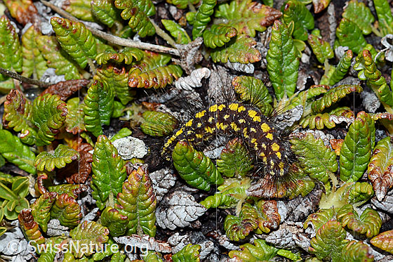 Foto: Wahrschenlich Raupe des Gelben Alpen-Flechtenbärs (Setina aurita). Die Raupe ist schwarz mit gelben Punkten und langen schwarzen Haaren.