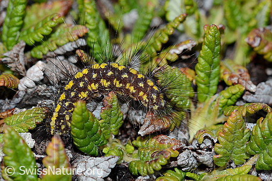 Raupe des Gelben Alpen-Flechtenbärs (Setina aurita)