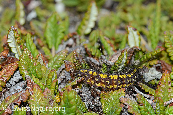 Foto: Wahrschenlich Raupe des Gelben Alpen-Flechtenbärs (Setina aurita). Die Raupe ist schwarz mit gelben Punkten und langen schwarzen Haaren.