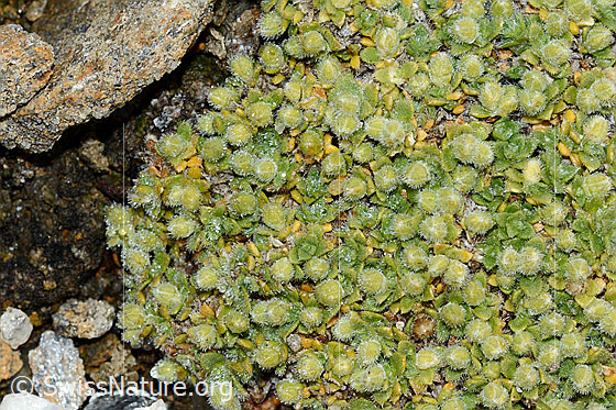 Foto: Wahrscheinlich Alpen-Bruchkraut (Herniaria alpina). Polster. Blüten noch geschlossen.