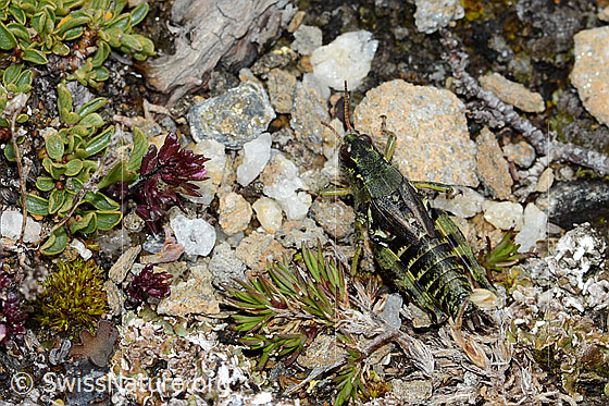 Foto: Nordische Gebirgsschrecke (Bohemanella frigida). Länge 20mm. Ansicht von schräg oben.