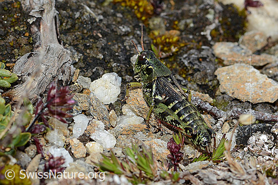 Foto: Nordische Gebirgsschrecke (Bohemanella frigida). Länge 20mm. Ansicht von der Seite.