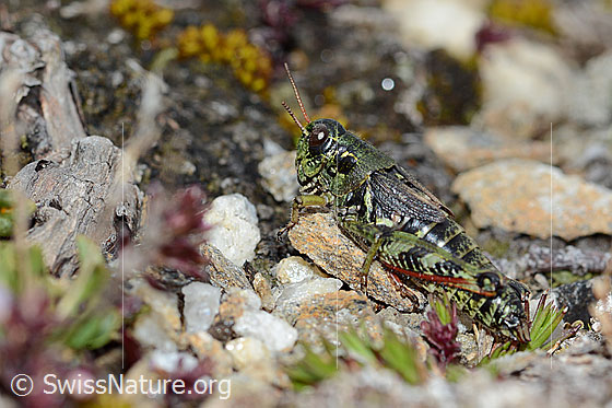 Foto: Nordische Gebirgsschrecke (Bohemanella frigida). Länge 20mm. Ansicht von der Seite.