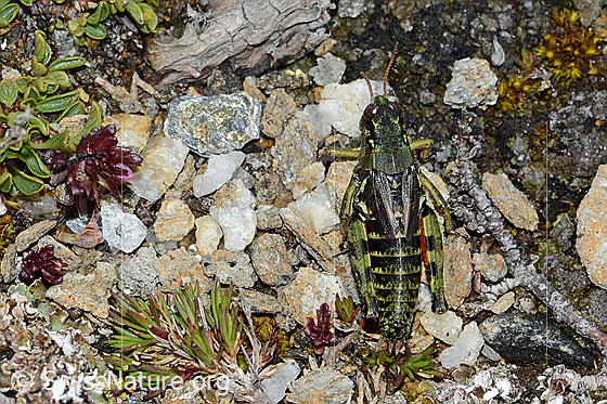 Foto: Nordische Gebirgsschrecke (Bohemanella frigida). Länge 20mm. Ansicht von oben.
