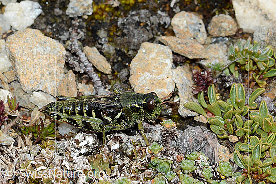 Foto: Nordische Gebirgsschrecke (Bohemanella frigida). Länge 20mm. Ansicht von der Seite.