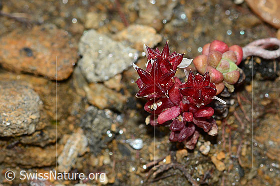 Foto: Dunkler Mauerpfeffer (Sedum atratum). Ganze Pflanze (Habitus).