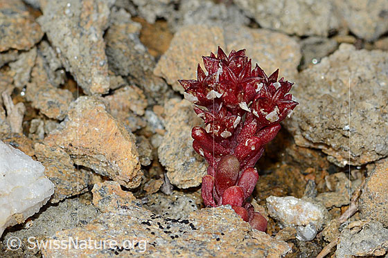 Foto: Dunkler Mauerpfeffer (Sedum atratum). Ganze Pflanze (Habitus).