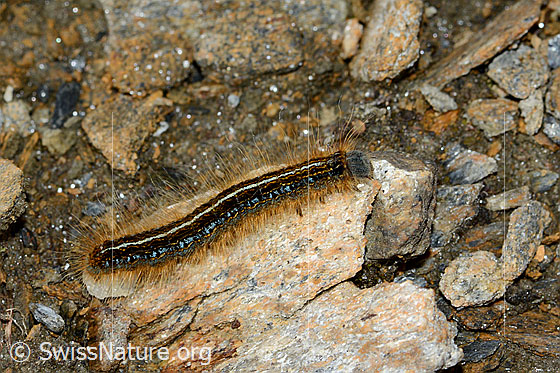 Foto: Alpen-Ringelspinner (Malacosoma alpicola). Raupe. Länge 26mm. Unterwegs auf steinigem Untergrund. Ansicht von schräg oben.
