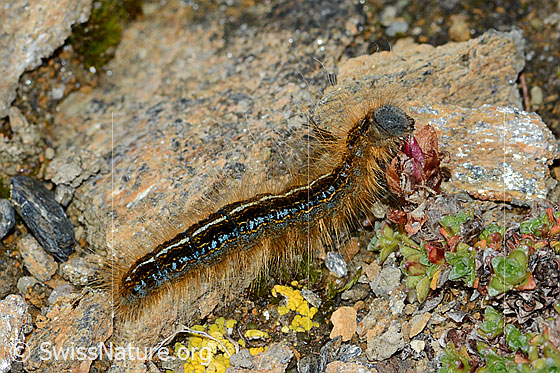 Foto: Alpen-Ringelspinner (Malacosoma alpicola) an Gegenblättrigem Steinbrech (Saxifraga oppositifolia). Ansicht von der Seite.