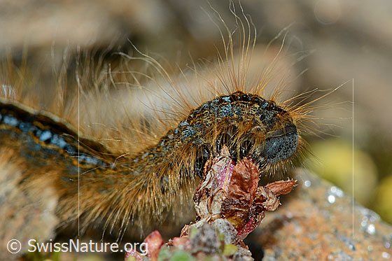 Foto: Alpen-Ringelspinner (Malacosoma alpicola) an Gegenblättrigem Steinbrech (Saxifraga oppositifolia). Ansicht des Kopfes von der Seite.