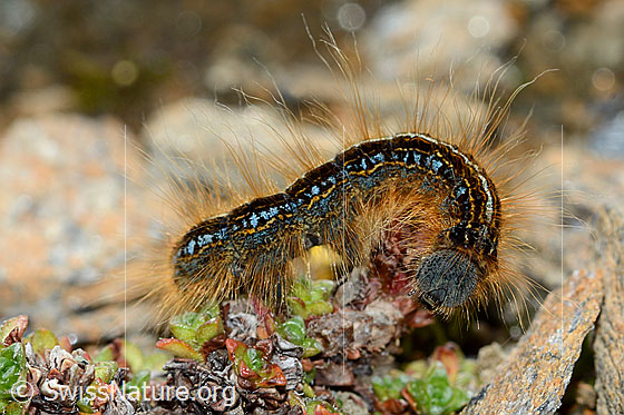 Foto: Raupe des Alpen-Ringelspinners (Malacosoma alpicola). Ansicht von der Seite.