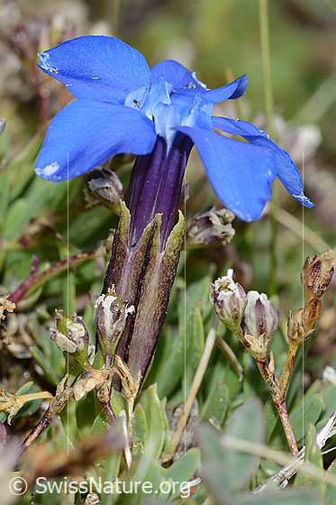 Foto: Schleichers Enzian (Gentiana schleicheri). Kelch und Blüte.