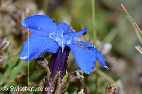 Foto: Schleichers Enzian (Gentiana schleicheri). Blüte.