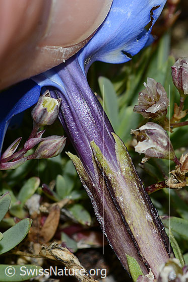 Foto: Schleichers Enzian (Gentiana schleicheri). Kelch.