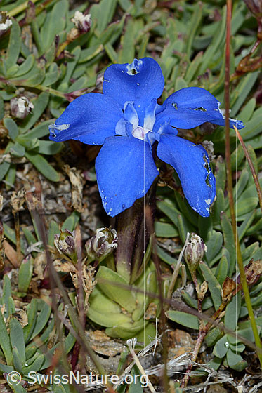 Foto: Schleichers Enzian (Gentiana schleicheri). Ganze Pflanze (Habitus).