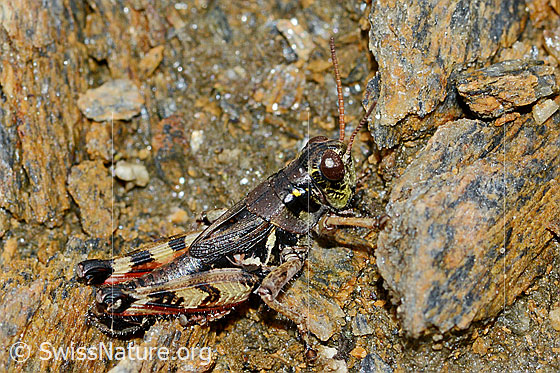 Foto: Nordische Gebirgsschrecke (Bohemanella frigida). Länge 20mm. Ansicht von der Seite.