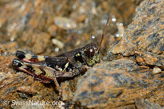 Foto: Nordische Gebirgsschrecke (Bohemanella frigida). Länge 20mm. Ansicht von der Seite.