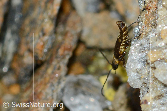 Foto: Wahrscheinlich Malthodes flavoguttatus (Weichkäfer). Länge 4mm. Weibchen. Ansicht von seitlich hinten.