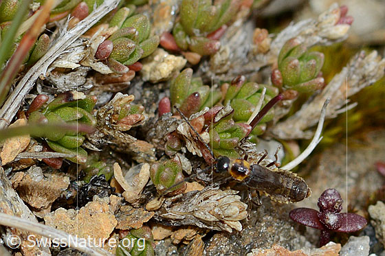 Photo: Probably Malthodes flavoguttatus. Length 4mm. Female. View from above.