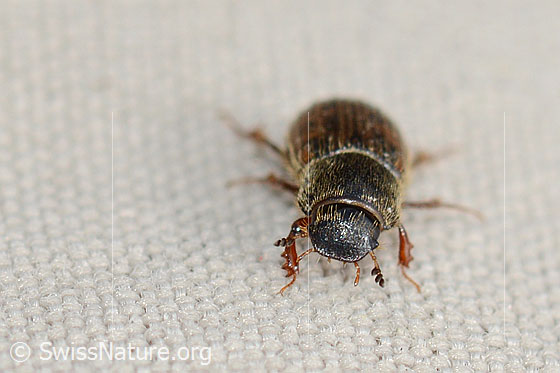 Photo: Heptaulacus testudinarius. Length 4mm. View from the front.