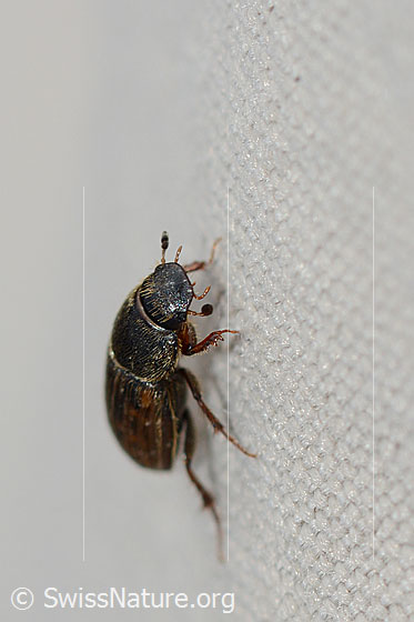 Heptaulacus testudinarius (Blatthornkäfer)