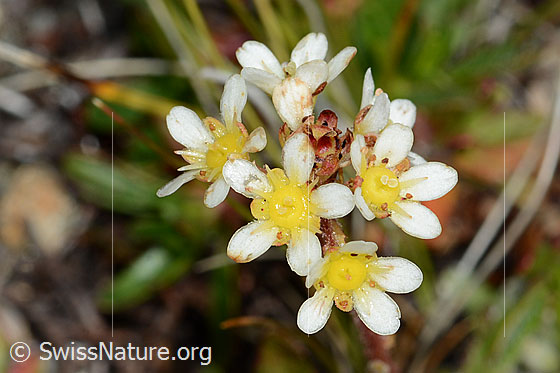 Photo: Saxifraga paniculata. Blossoms.