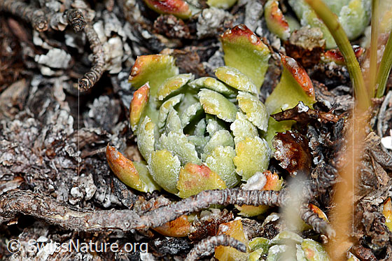 Photo: Saxifraga paniculata. Leaf rosette.