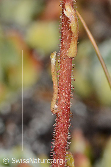 Photo: Saxifraga paniculata. Stem and stem leaves.