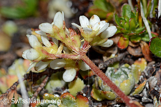 Photo: Saxifraga paniculata. Blossoms and stem.