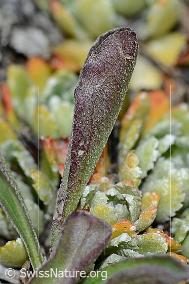 Photo: Aster alpinus. Underside of a ground leaf.