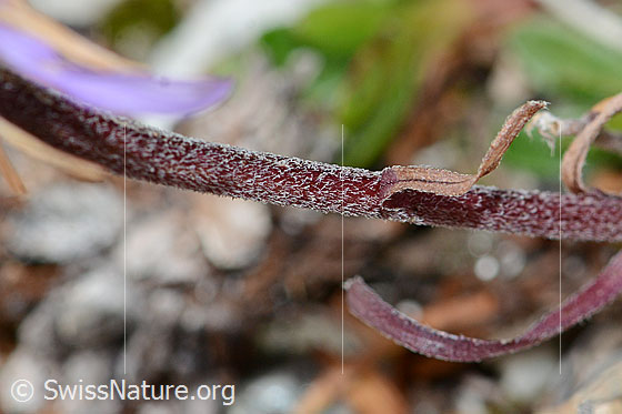 Photo: Aster alpinus. Stem.