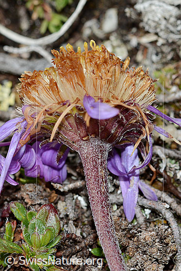 Foto: Alpen-Aster (Aster alpinus). Blüte verblüht. Ansicht von schräg unten.