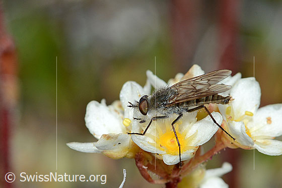 Foto: Acrosathe annulata (Luchsfliege). Länge 9.5mm. Männchen. Auf Blüte eines Trauben-Steinbrechs (Saxifraga paniculata). Ansicht von der Seite.