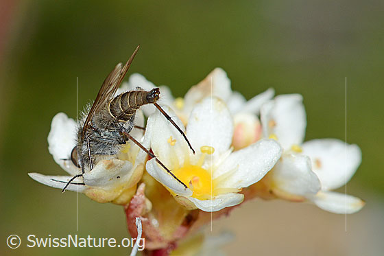 Foto: Acrosathe annulata (Luchsfliege). Länge 9.5mm. Männchen. Saugt Nektar an einer Blüte eines Trauben-Steinbrechs (Saxifraga paniculata). Ansicht von schräg hinten.