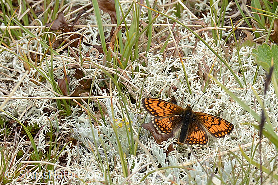 Photo: Probably Melitaea athalia. Wings open. View from above.