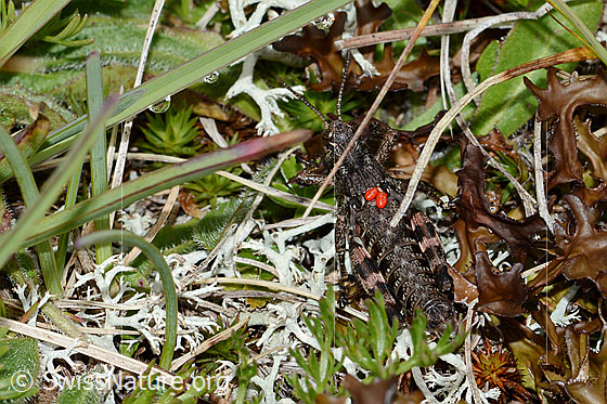 Foto: Nordische Gebirgsschrecke (Bohemanella frigida). Nymphe. Mit Milben. Ansicht von oben.