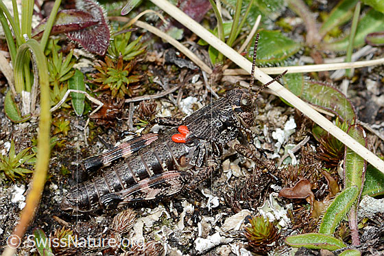 Foto: Nordische Gebirgsschrecke (Bohemanella frigida). Nymphe. Mit Milben. Ansicht von der Seite.