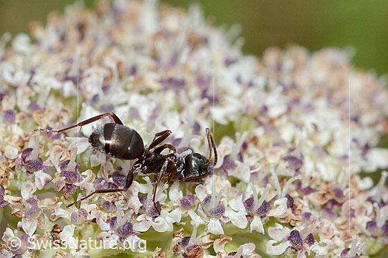 Foto: Formica lemani (Waldameise) auf Zwerg-Mutterwurz (Ligusticum mutellinoides). Länge 4.5 - 6.5mm. Ansicht von der Seite.